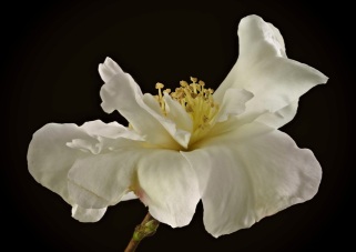 Camellia-curvaceous-5538-Edit