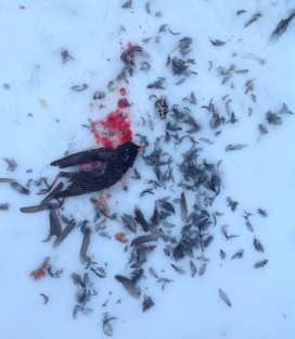 Bird carcass in snow crop